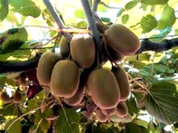 kiwi fruit seeds for planting Black Mission Fig Seeds – Heirloom Non-GMO Fruit Seeds for Garden Planting 100 pcs