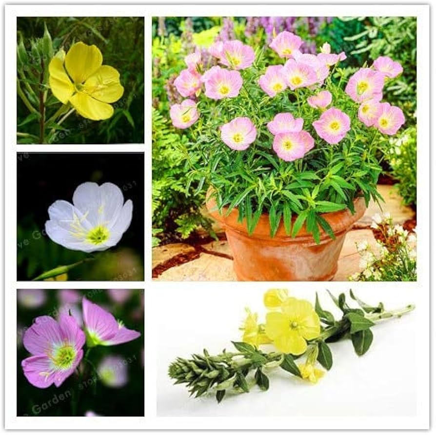 Mixed Oenothera Biennis Flower Seeds for Planting - 100 pcs