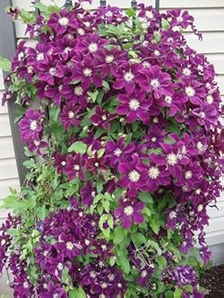 clematis clematis flower seeds