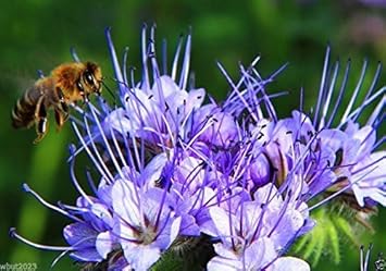 Flower Seeds, Seeds for Planting, Plant Seeds