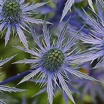 blue eryngo flower seeds