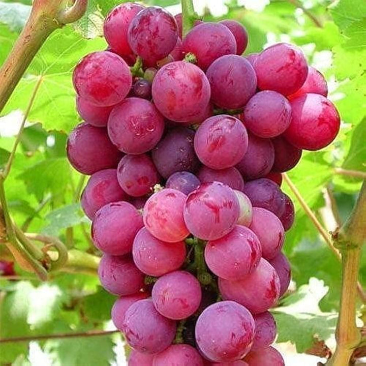 Grape Fruit Seeds for Growing Various Grape Varieties - Heirloom & non GMO seeds