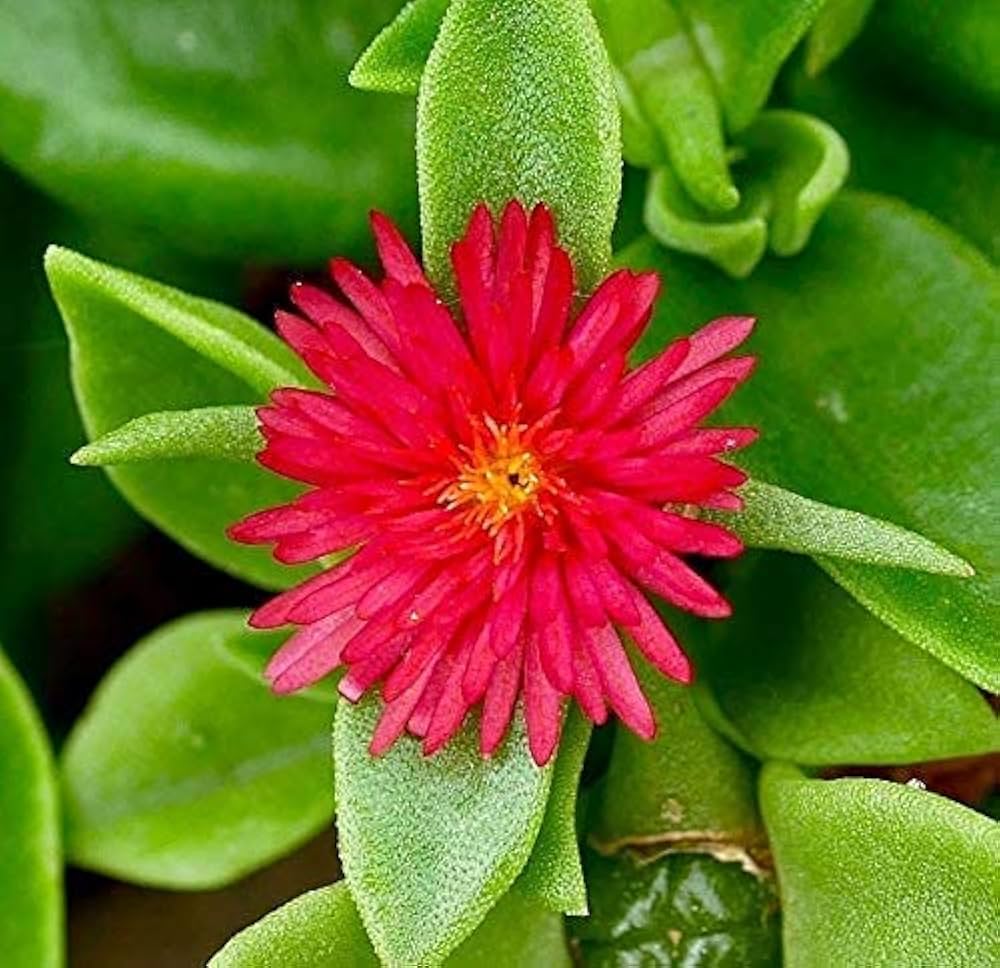 Heirloom Red Aptenia Flower Seeds for Planting - Non-GMO, High Germination Organic Garden Ground Cover Seeds