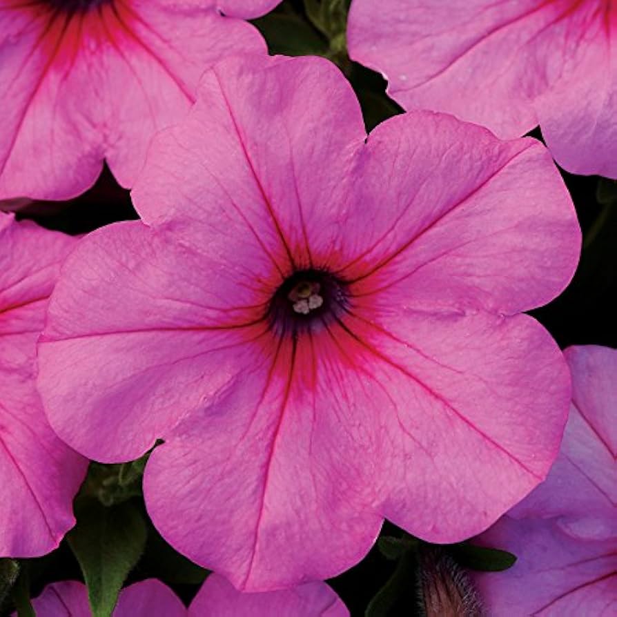 pink petunia flower seeds
