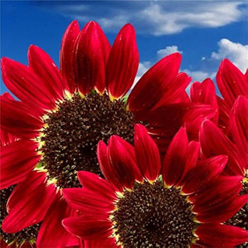 red sunflower flower seeds