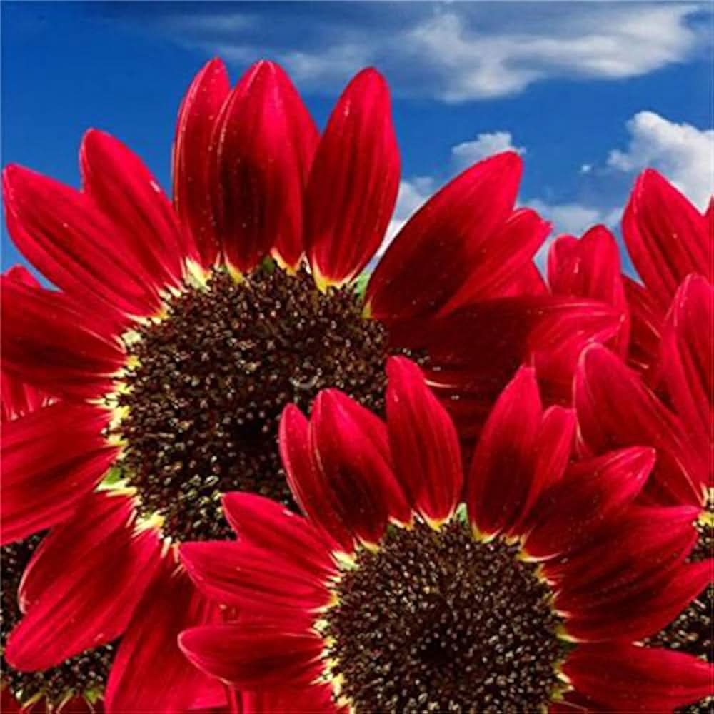 red sun flower seeds
