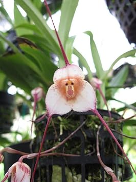 planting monkey face orchid seeds Heirloom Peach Monkey Face Orchid Seeds – Non-GMO, High Germination Un – Neeraseeds