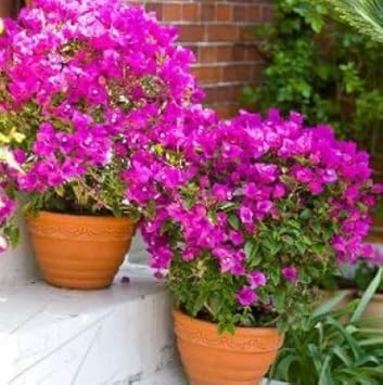 Flower Seeds, Seeds for Planting, Plant Seeds