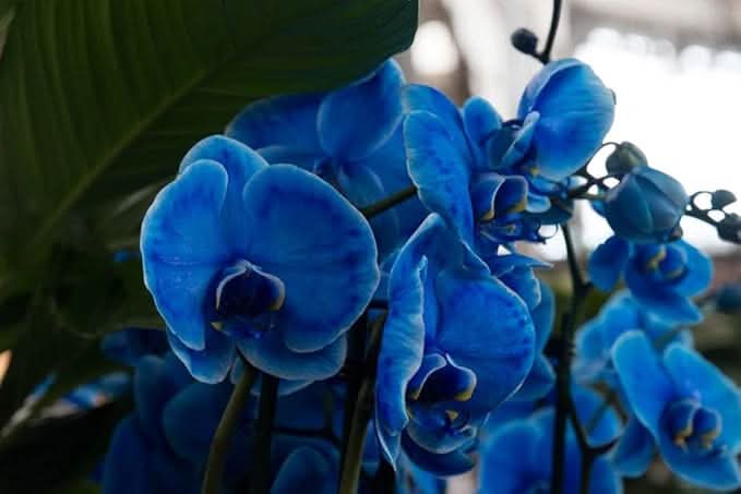 blue deep flower seeds