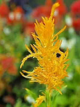 yellow heirloom flower seeds