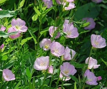 Flower Seeds, Seeds for Planting, Plant Seeds