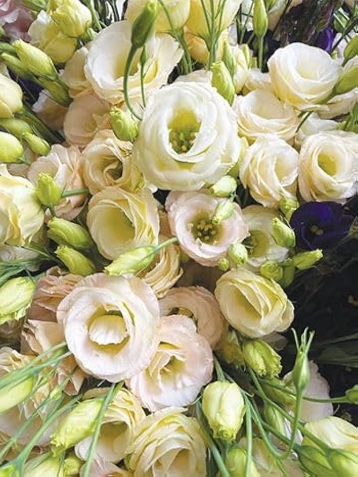 Light Yellow Eustoma Flower Seeds 100 pcs