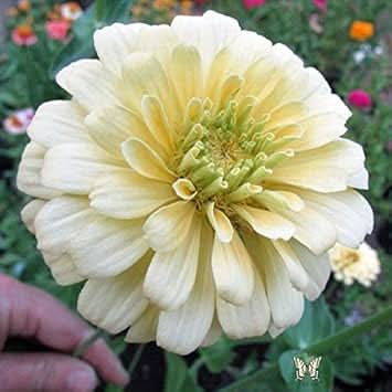 white yellow flower seeds