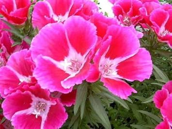 Flower Seeds, Seeds for Planting, Plant Seeds