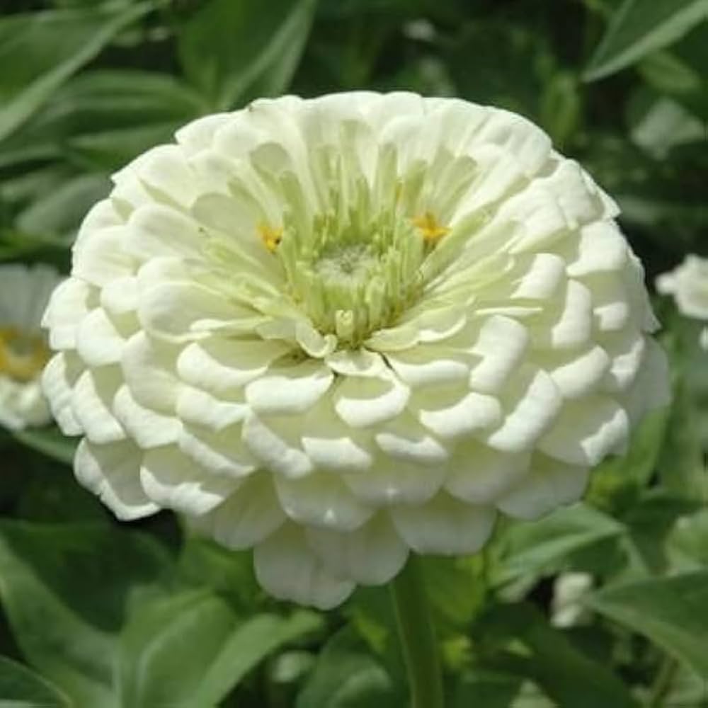 White Green Zinnia Flower Seeds for Planting