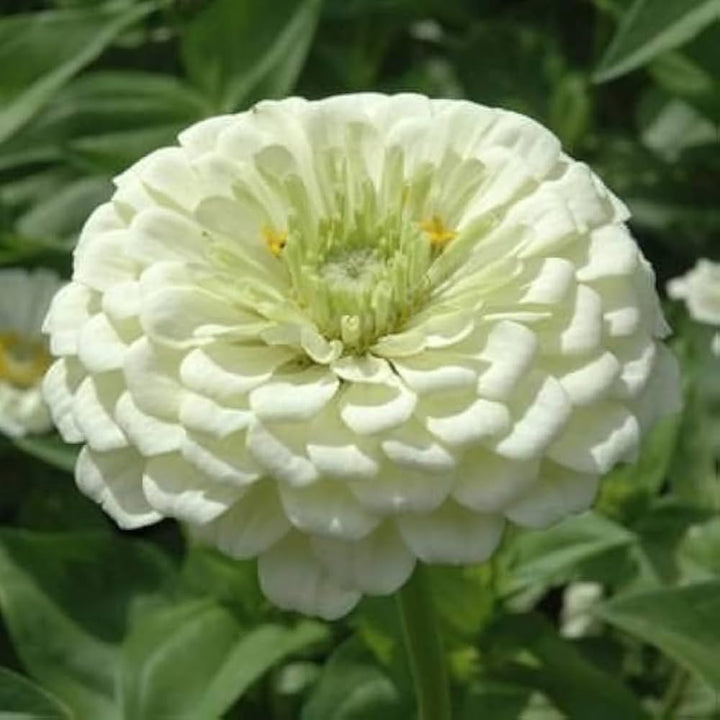 White Green Zinnia Flower Seeds for Planting