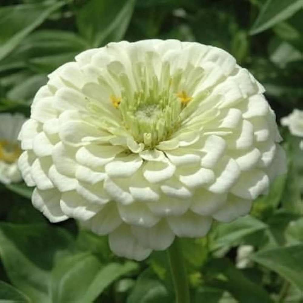 white green flower seeds