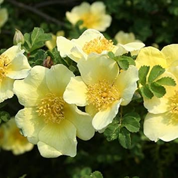 yellow xanthina flower seeds
