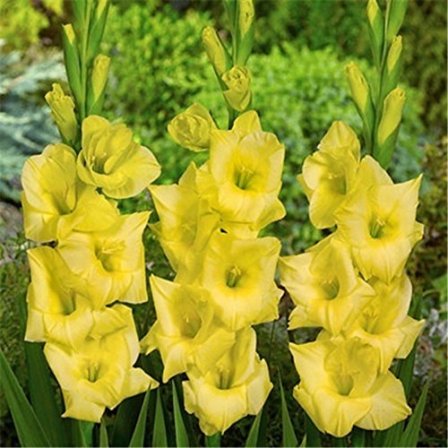 Friske Gladiolus Blomsterfrø til Plantning, Gule 100 stk