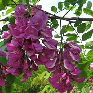 robinia pseudoacacia flower seeds