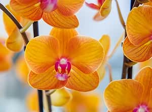 Orange Pink Phalaenopsis Orchid Flower Seeds for Planting – Heirloom Non-GMO High Germination Exotic Blooms