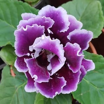 Flower Seeds, Seeds for Planting, Plant Seeds
