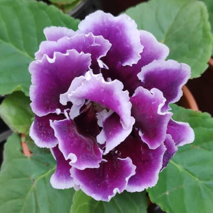 Deep Purple Gloxinia Flower Seeds for Garden Planting – Heirloom Non-GMO High Germination Rich Blooms