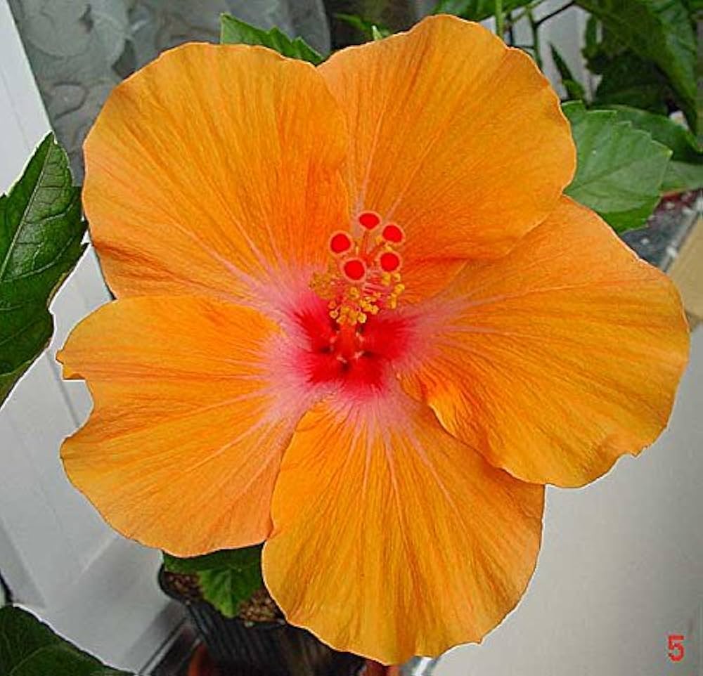 orange hibiscus flower seeds