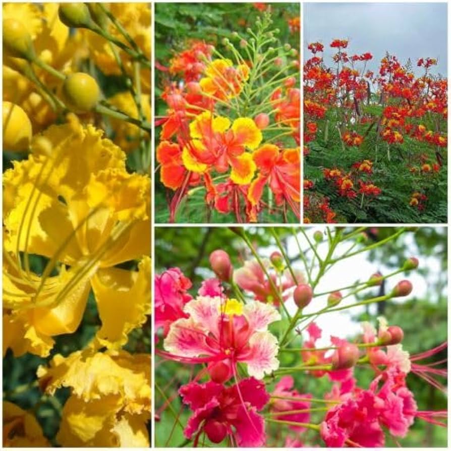 Mixed Caesalpinia Flower Seeds for Planting – Heirloom, Non-GMO, High Germination Vibrant Garden Seeds