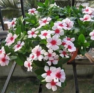 white pink flower seeds