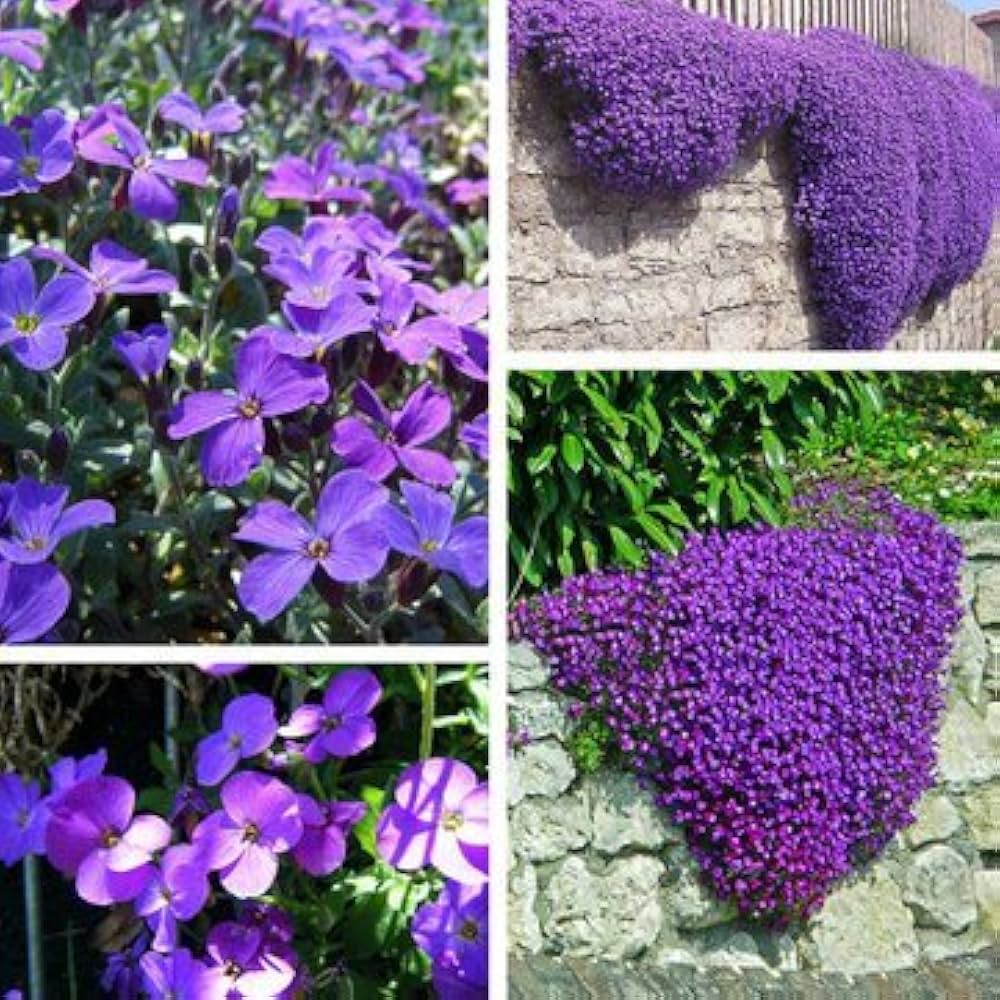 Violet Rock Cress Flower Seeds for Planting - 100 pcs