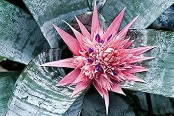 pink bromeliad flower seeds
