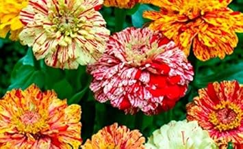 Flower Seeds, Seeds for Planting, Plant Seeds