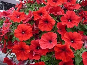 red petunia flower seeds