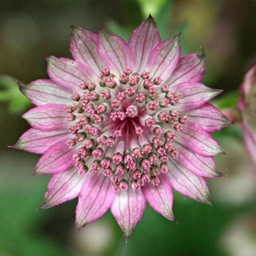 astrantia ruby flower seeds