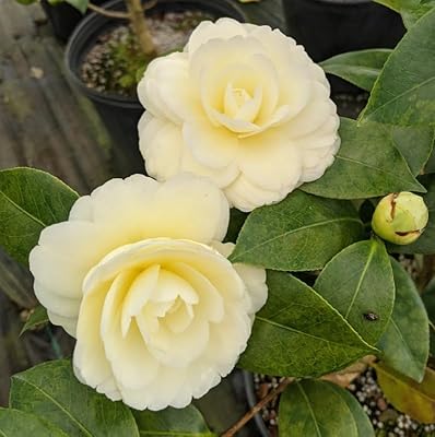 Light Yellow Camellia Flower Seeds for Planting - 100 pcs