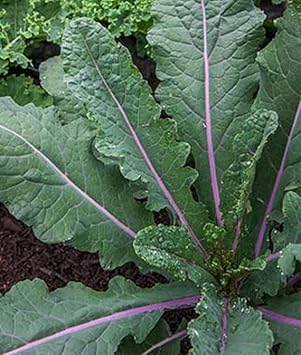 Dazzling Kale Seeds for Planting