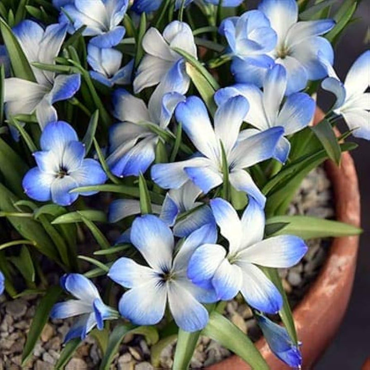 Sky Blue White Gladiolus Flower Seeds for Planting - 100 pcs