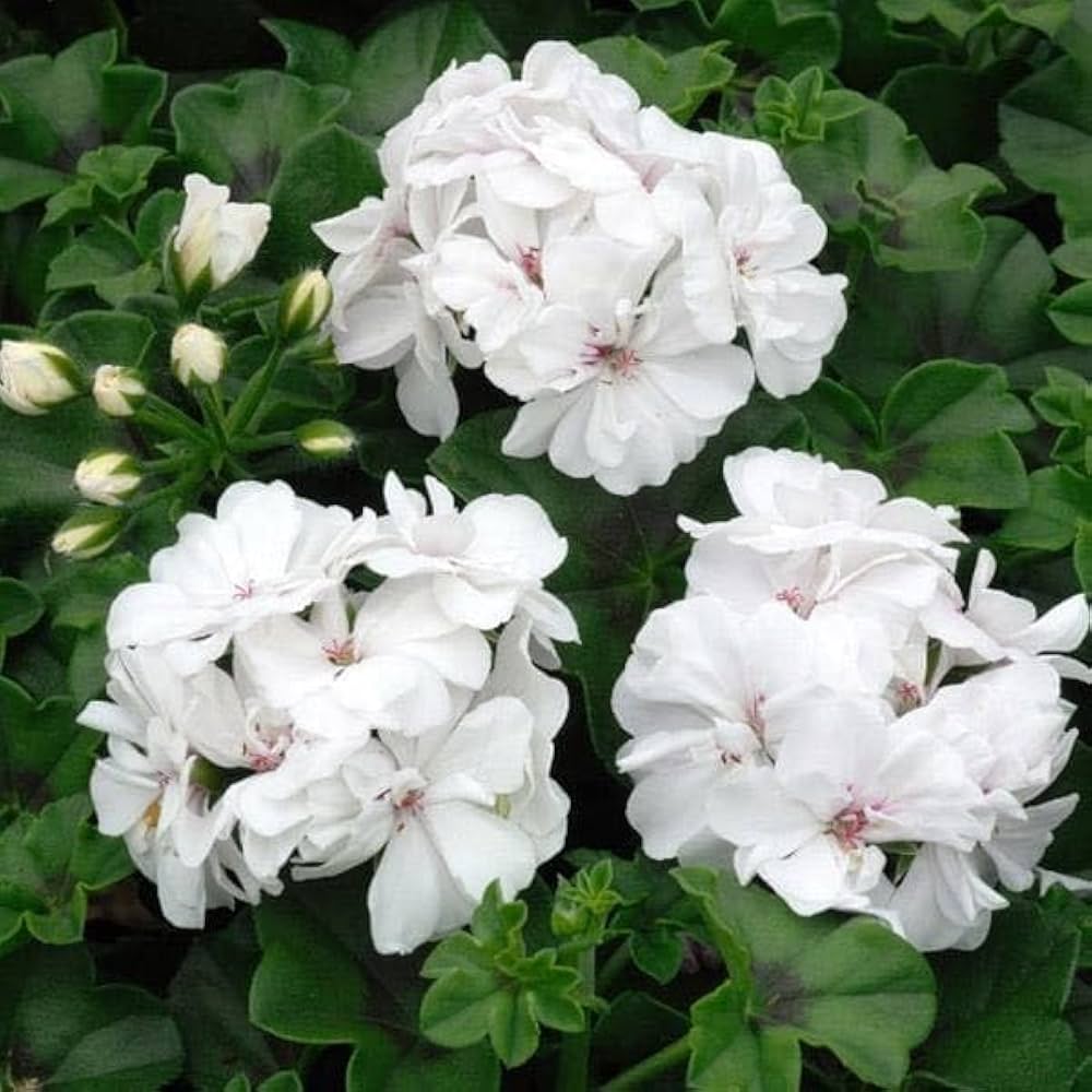 Geranium Flower Seeds for Planting White Purple 100 pcs