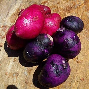 Pink Purple Potato Vegetable Seeds for Planting