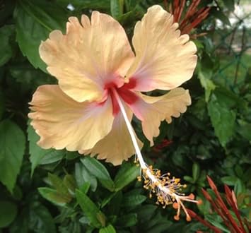 Flower Seeds, Seeds for Planting, Plant Seeds