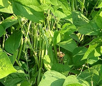 Green Appaloosa Bean Vegetable Seeds for Planting
