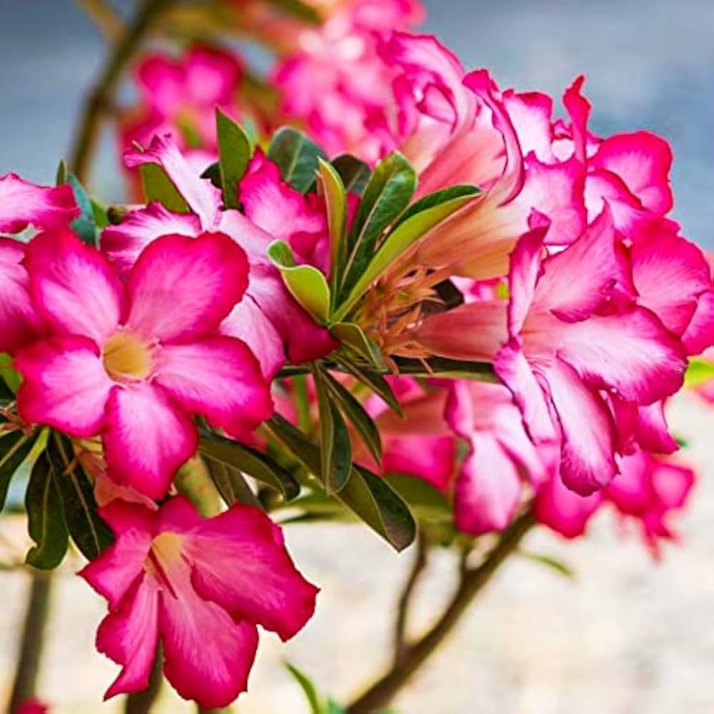 pink imo flower seeds