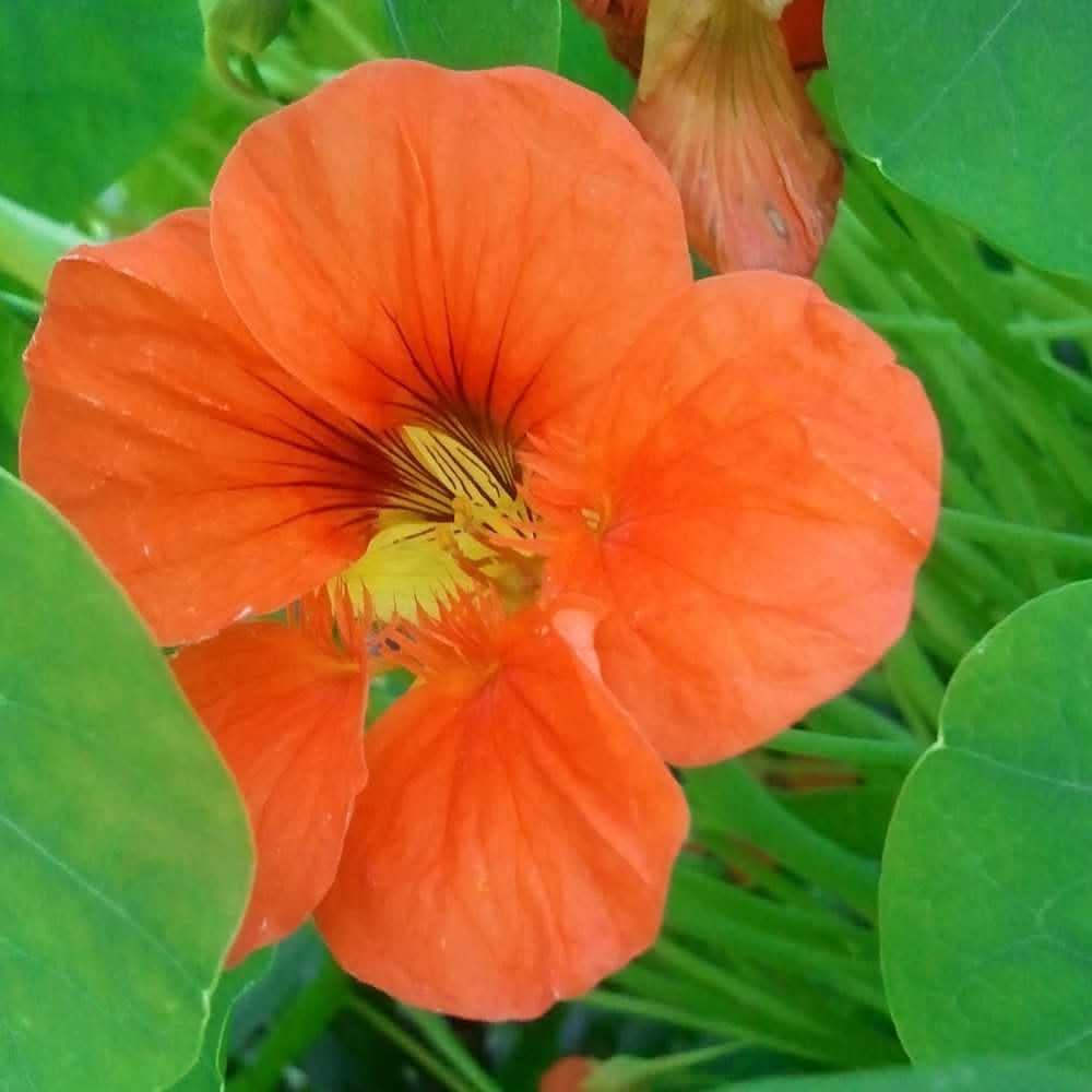 orange hanging flower seeds