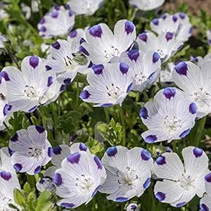 five spot flower seeds
