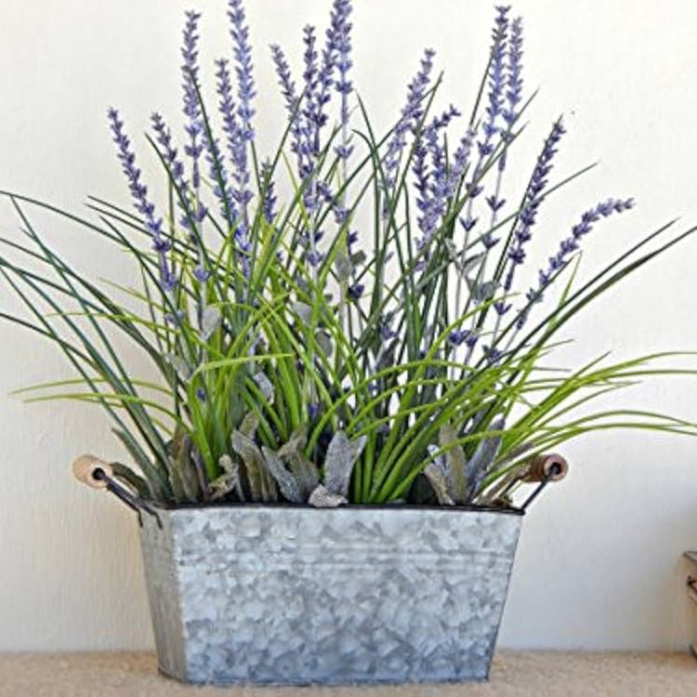 lavender lavandula flower seeds