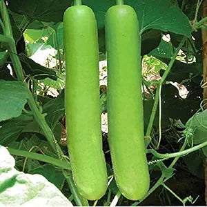 Green Bottlegourd Vegetable Seeds for Planting – Heirloom & Non-GMO, High Germination Organic Garden Seeds