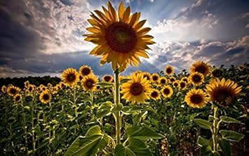 yellow helianthus flower seeds
