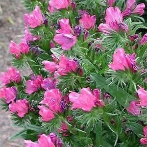 pink heirloom flower seeds