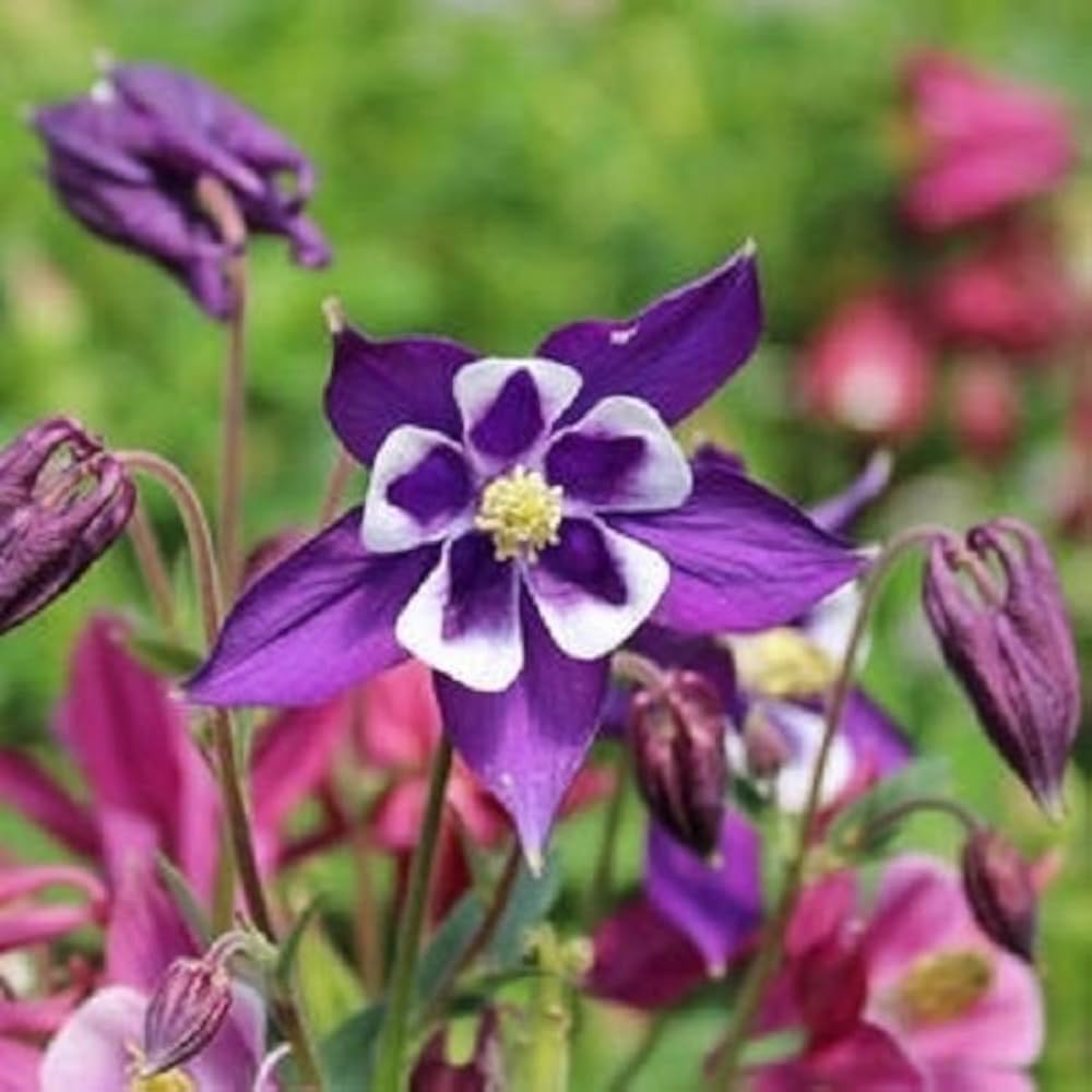 columbine aquilegia flower seeds